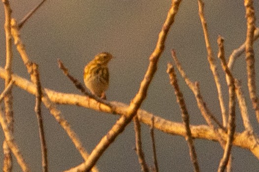 Olive-backed Pipit - ML627600405