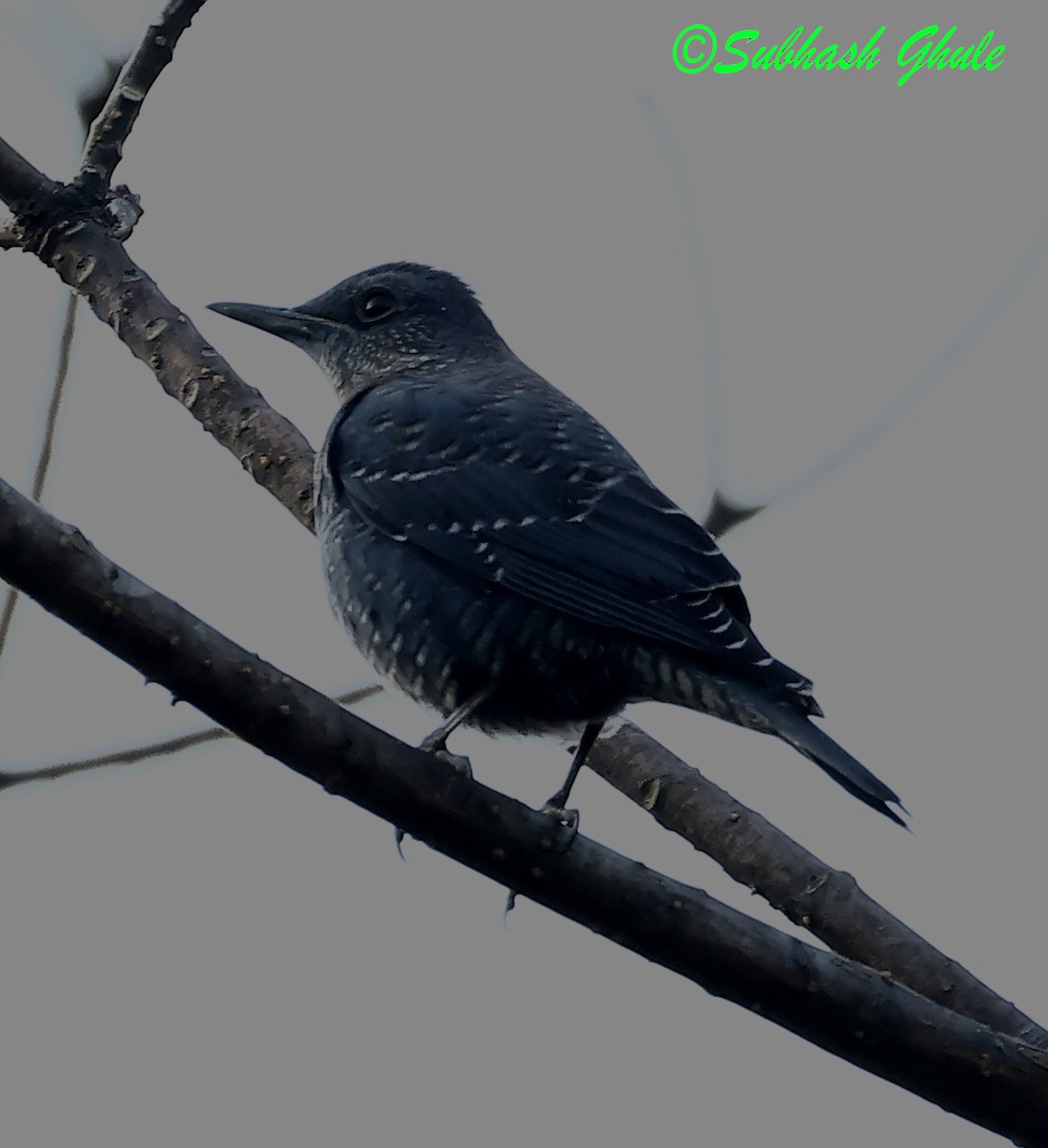 Blue Rock-Thrush - ML627600442