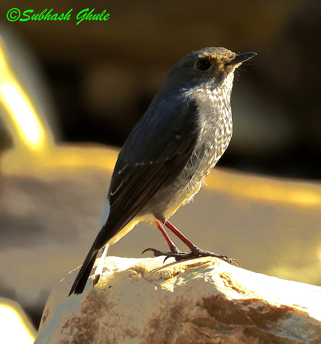 Blue Rock-Thrush - ML627600443