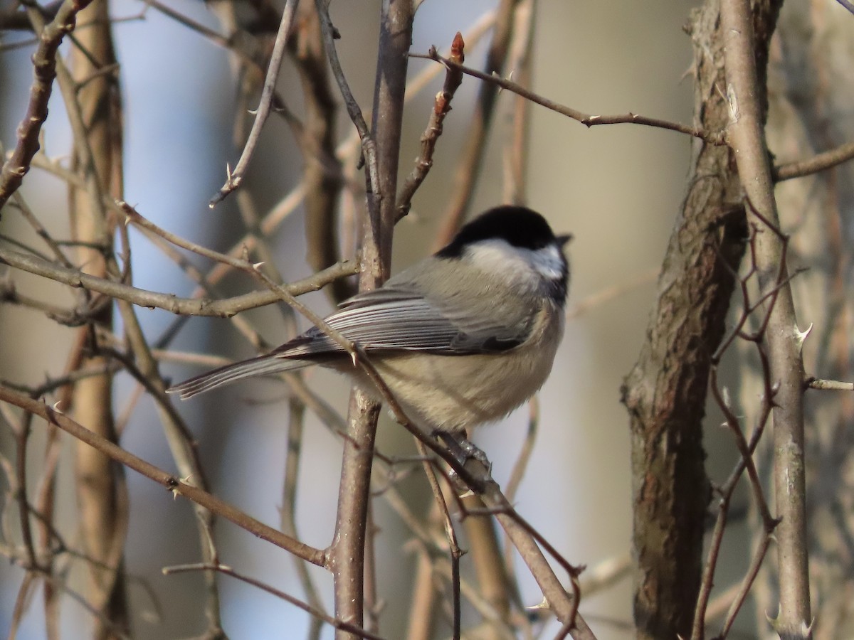 Carolina Chickadee - ML627600481