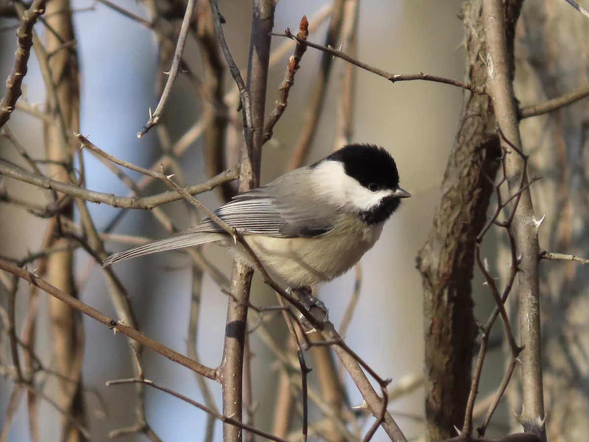 Carolina Chickadee - ML627600482