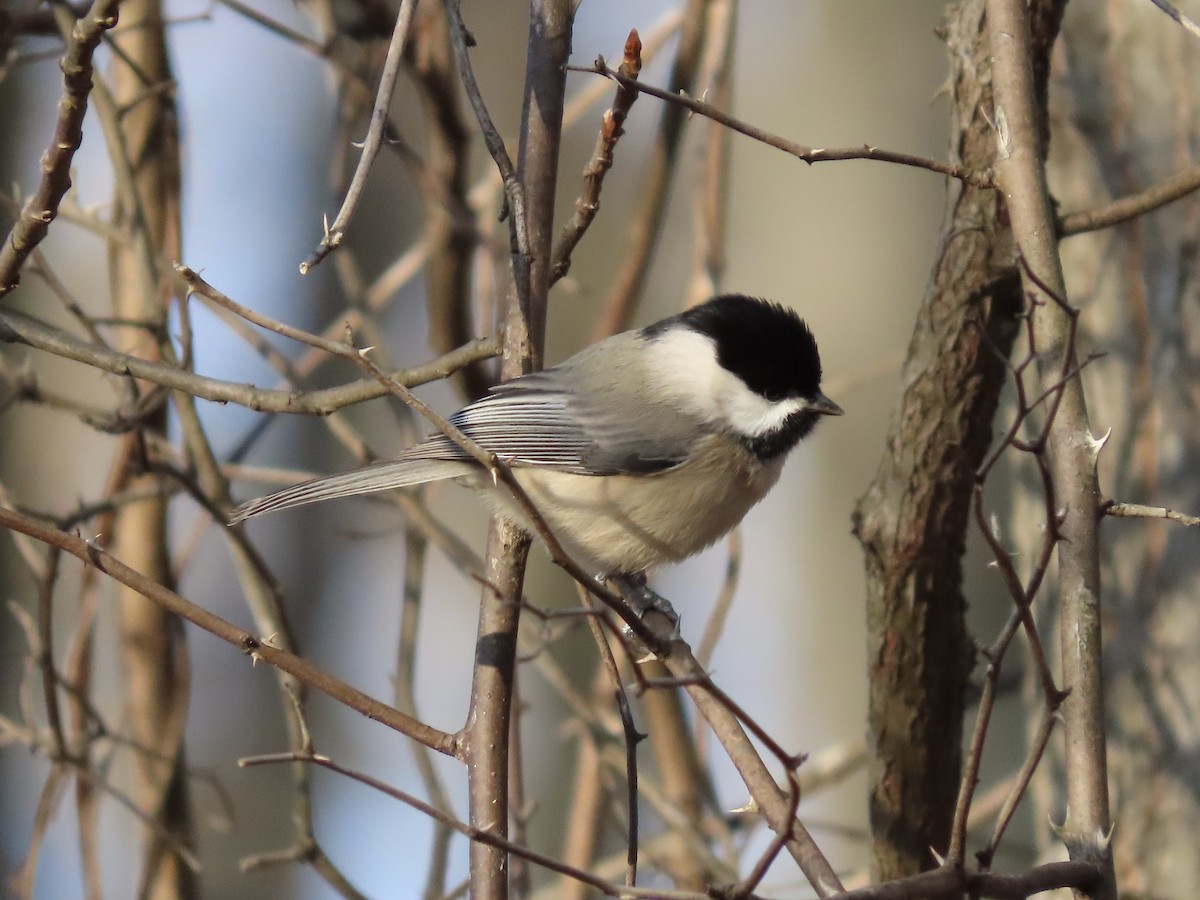 Carolina Chickadee - ML627600483
