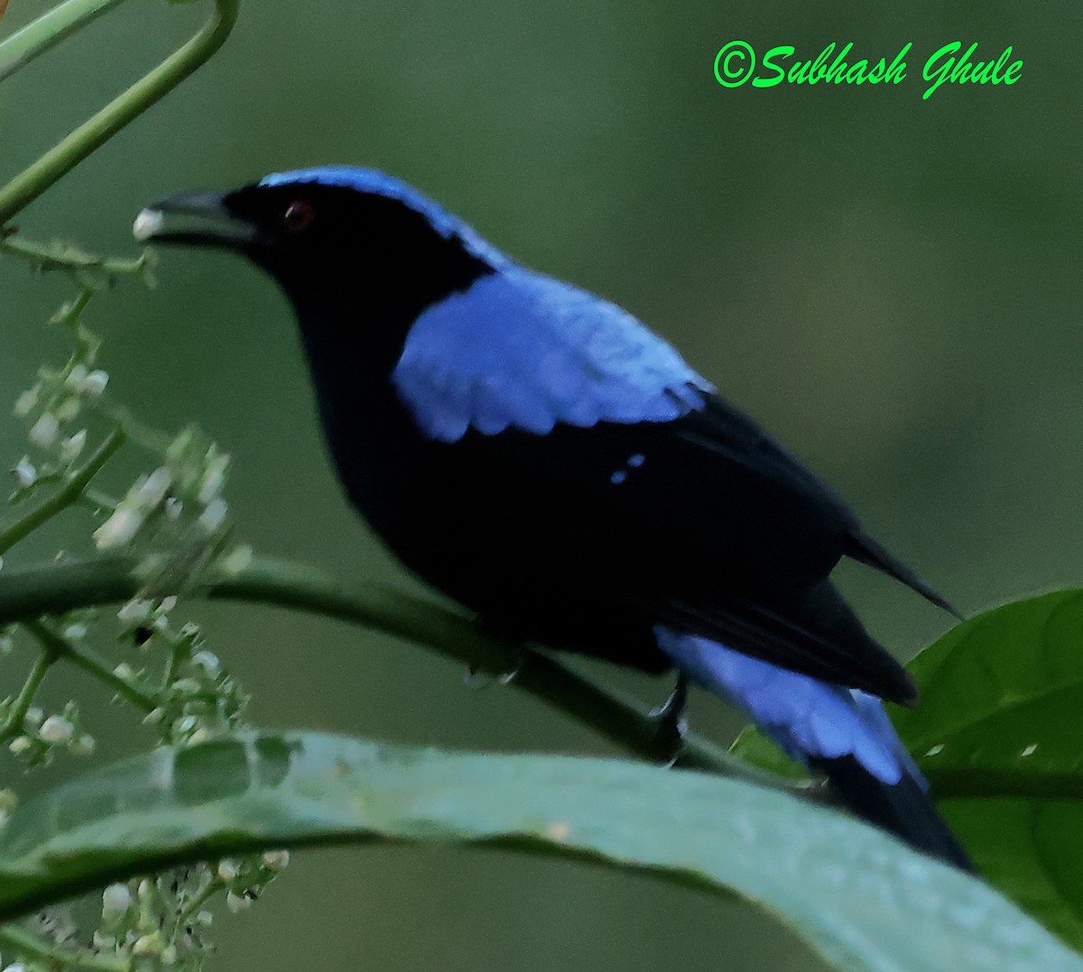 Asian Fairy-bluebird - ML627600489