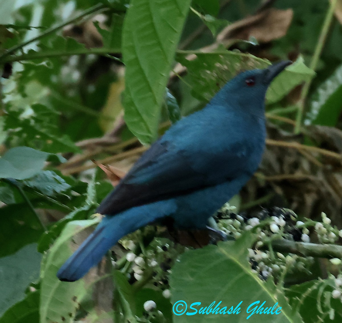 Asian Fairy-bluebird - ML627600490