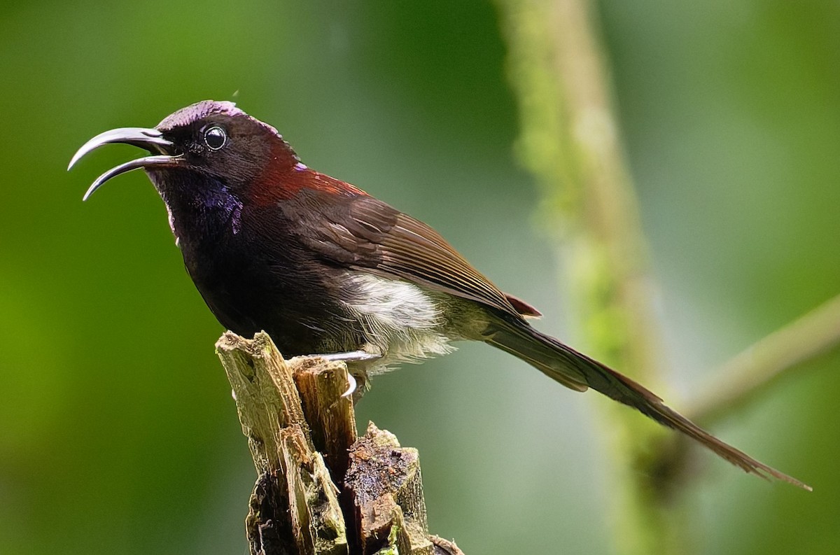 Black-throated Sunbird - ML627600552