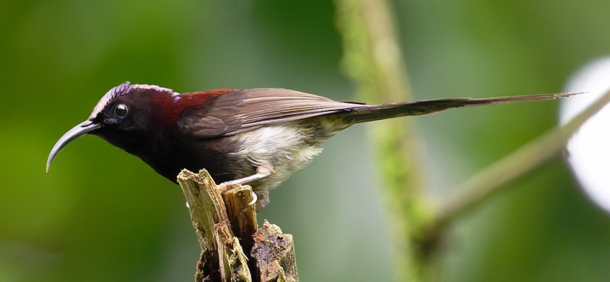 Black-throated Sunbird - ML627600553