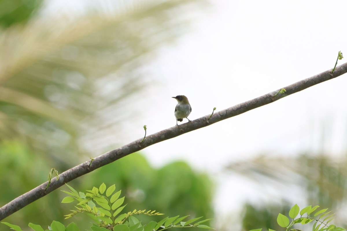 Cream-throated White-eye - ML627600570