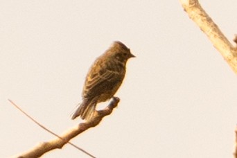 White-capped Bunting - ML627600592