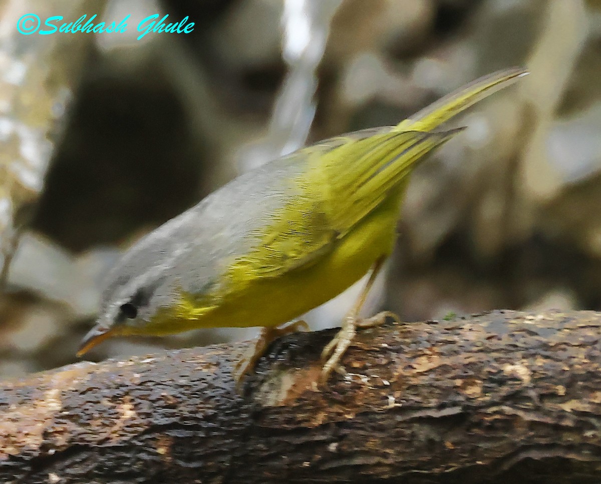 Gray-hooded Warbler - ML627600651