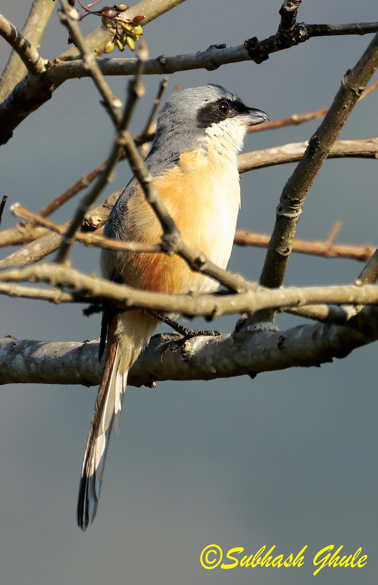 Long-tailed Shrike - ML627600705