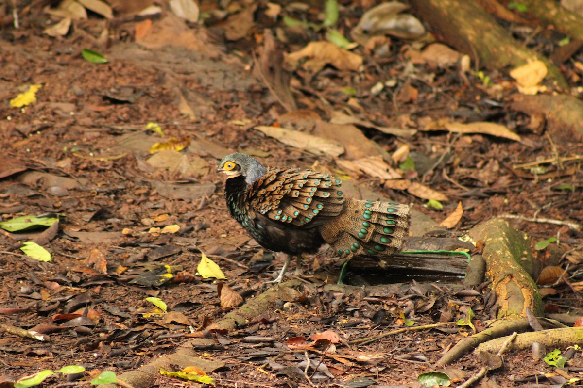 Bornean Peacock-Pheasant - ML627600730