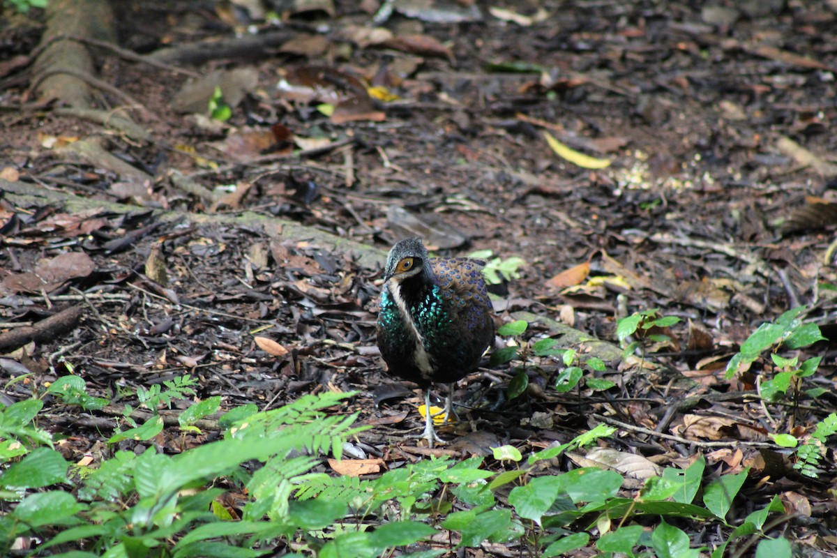 Bornean Peacock-Pheasant - ML627600731