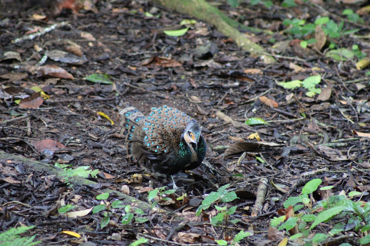 Bornean Peacock-Pheasant - ML627600732