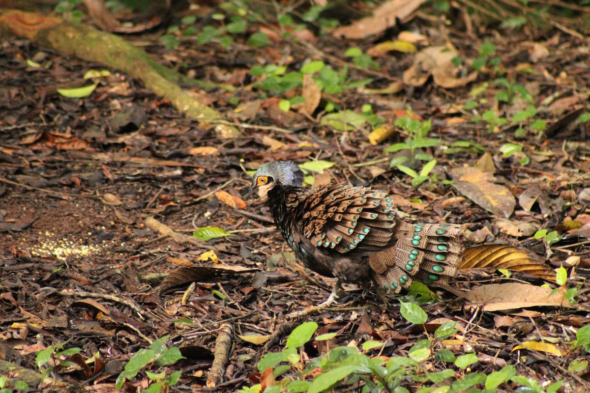 Bornean Peacock-Pheasant - ML627600733