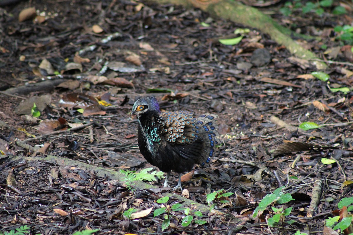 Bornean Peacock-Pheasant - ML627600734