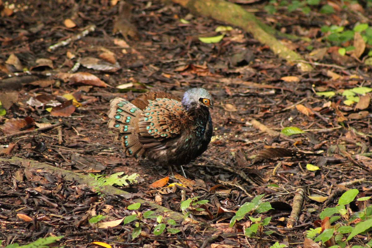 Bornean Peacock-Pheasant - ML627600735