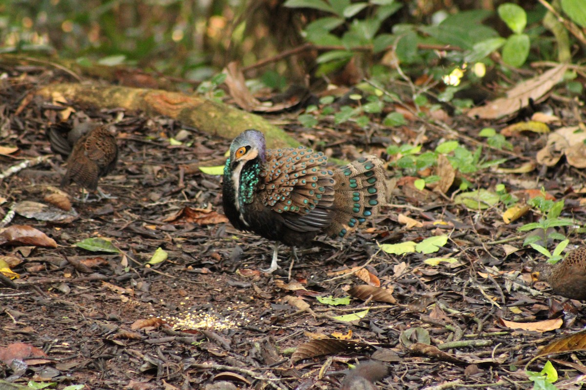 Bornean Peacock-Pheasant - ML627600736