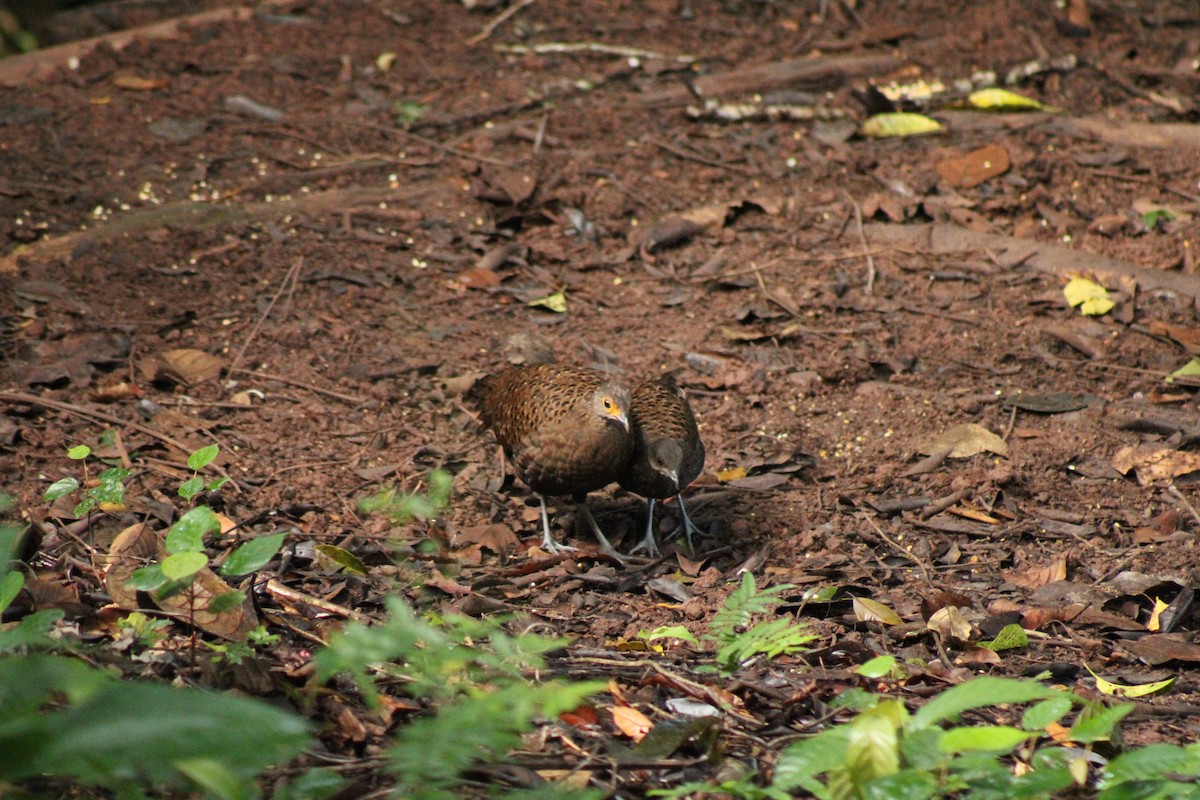 Bornean Peacock-Pheasant - ML627600737