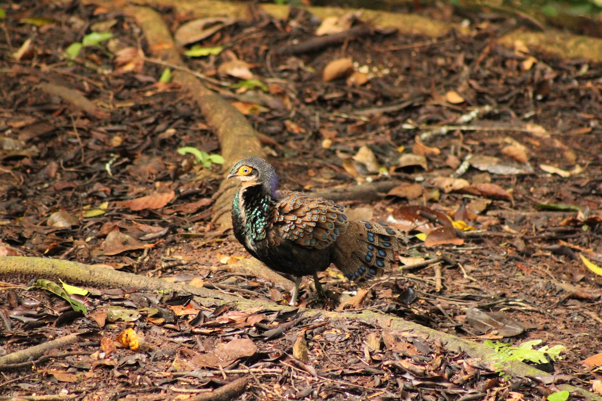 Bornean Peacock-Pheasant - ML627600738