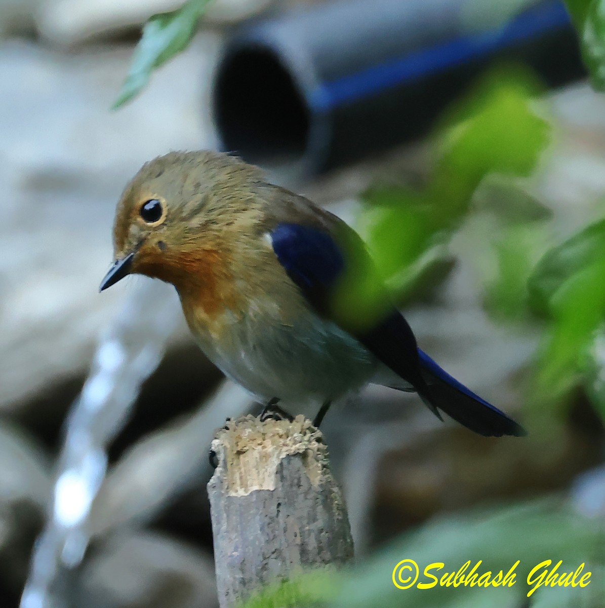 Sapphire Flycatcher - ML627600780