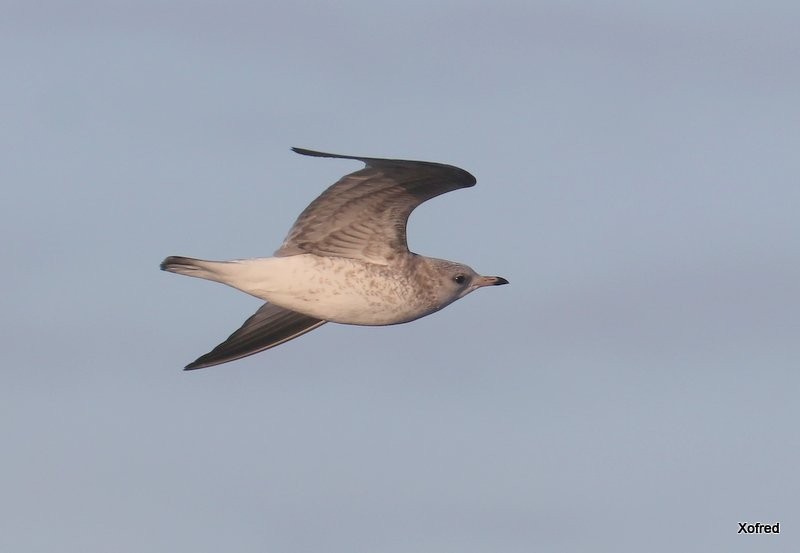 Common Gull - ML627600836