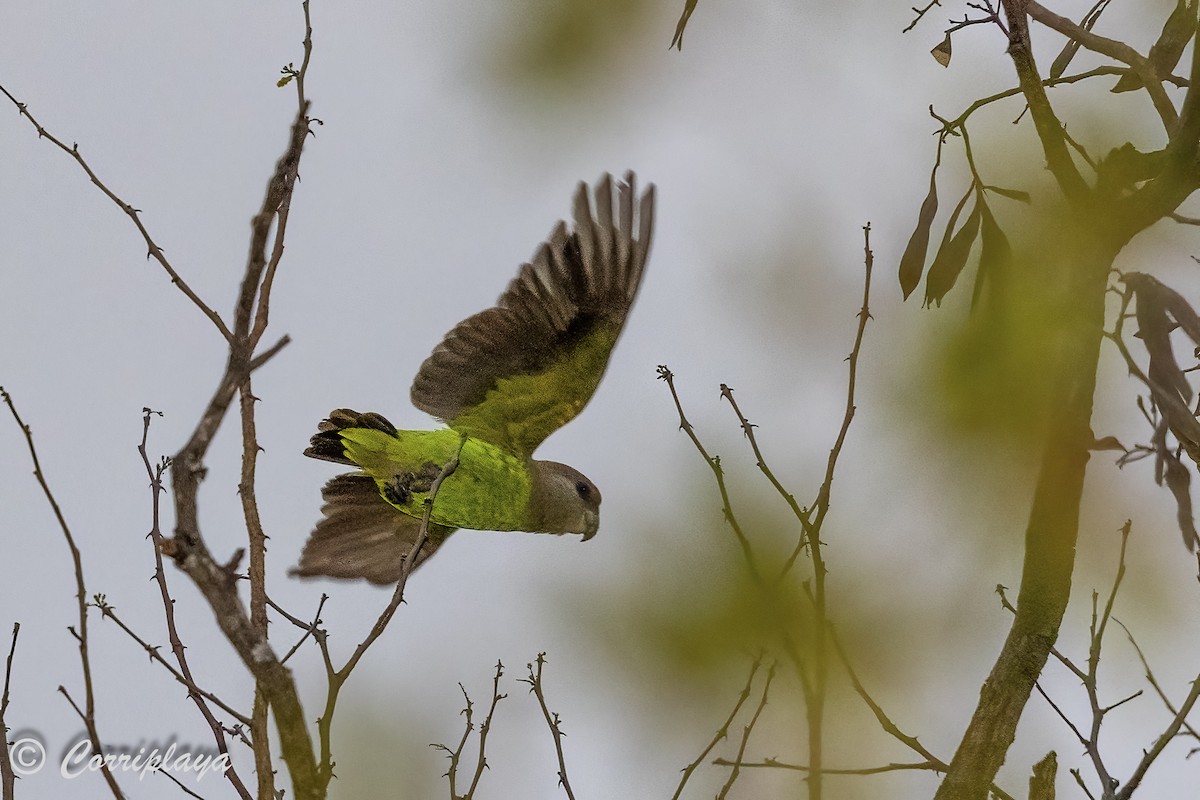 チャガシラハネナガインコ - ML627600939