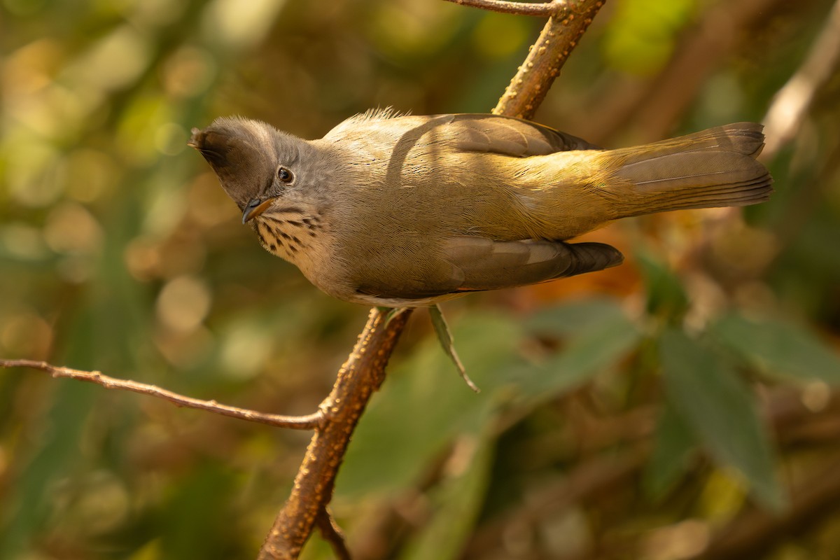 Kehlstreifenyuhina - ML627600999