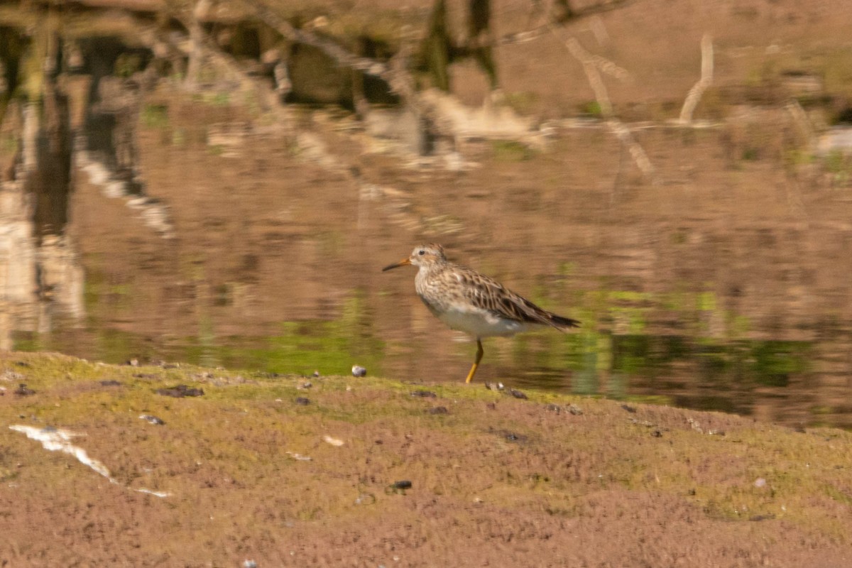 Pectoral Sandpiper - ML627601246