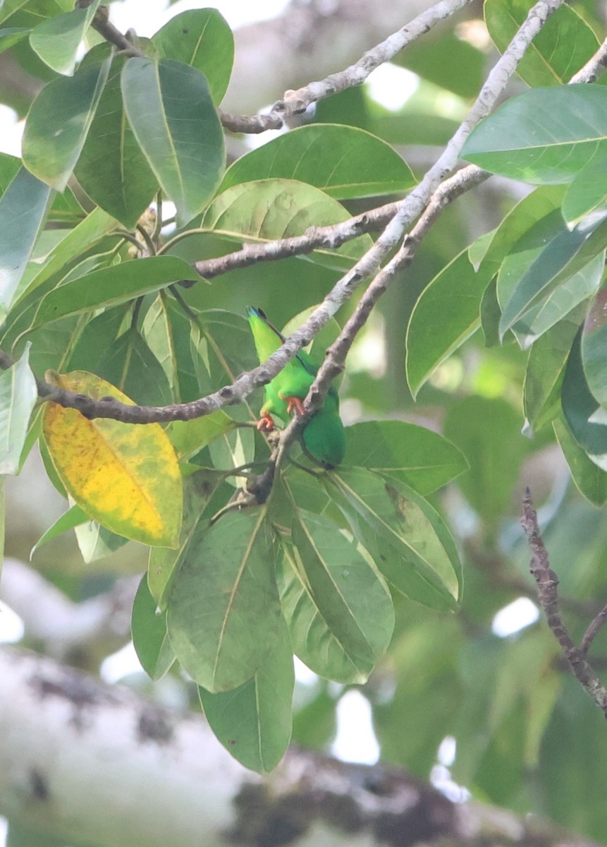 Moluccan Hanging-Parrot - ML627601254
