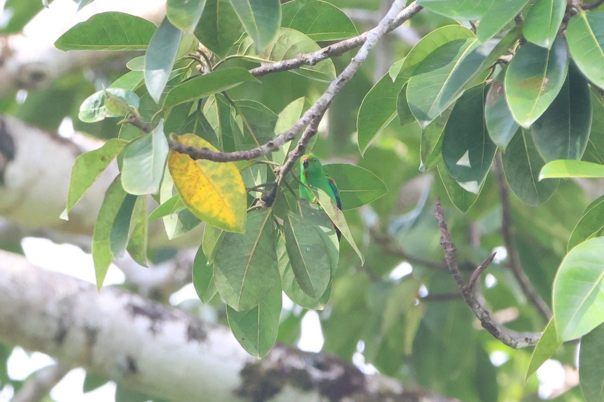 Moluccan Hanging-Parrot - ML627601257