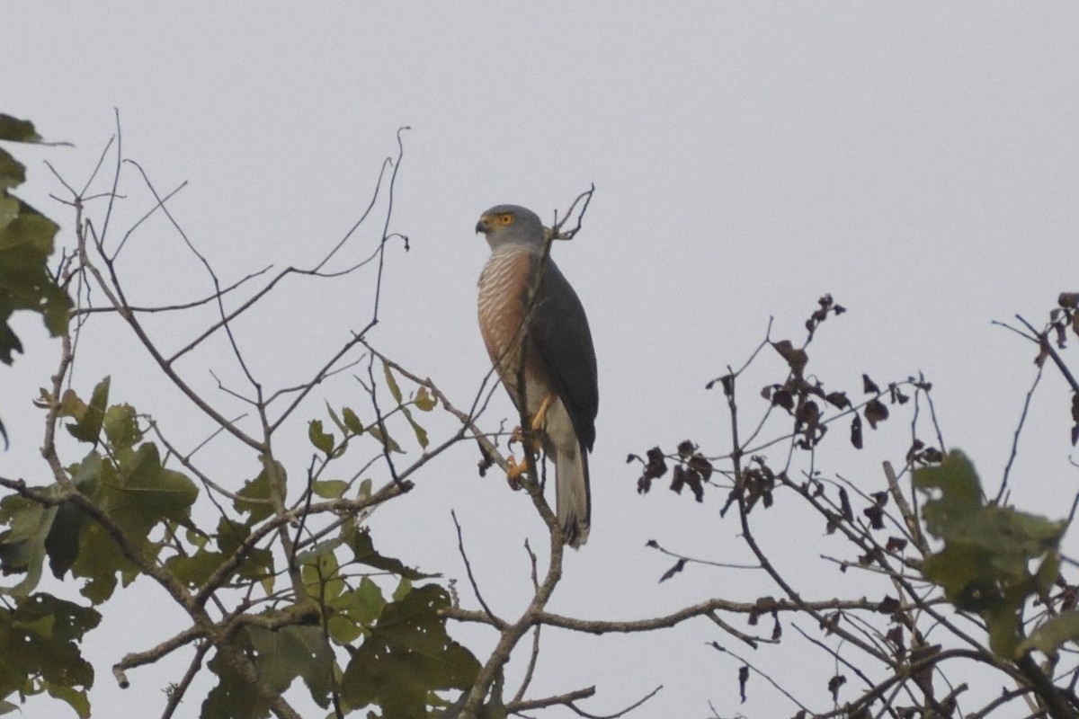 African Goshawk - ML627601274