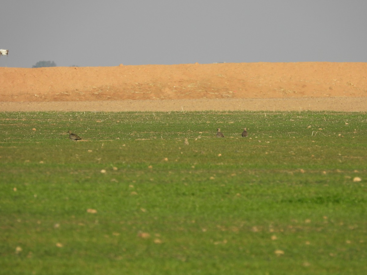 Pacific Golden-Plover - ML627601318