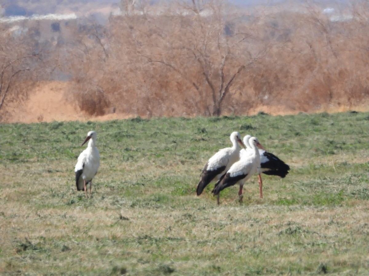 White Stork - ML627601392