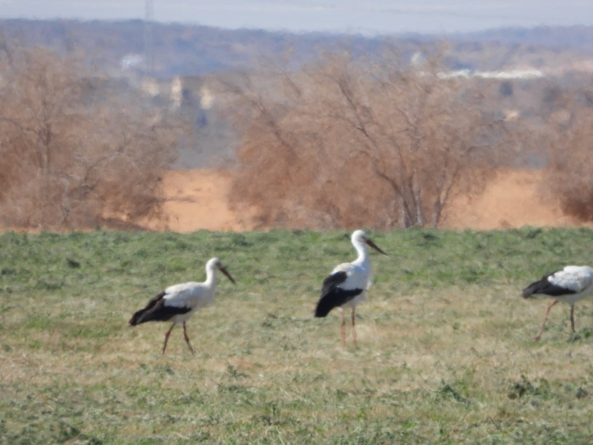 White Stork - ML627601393