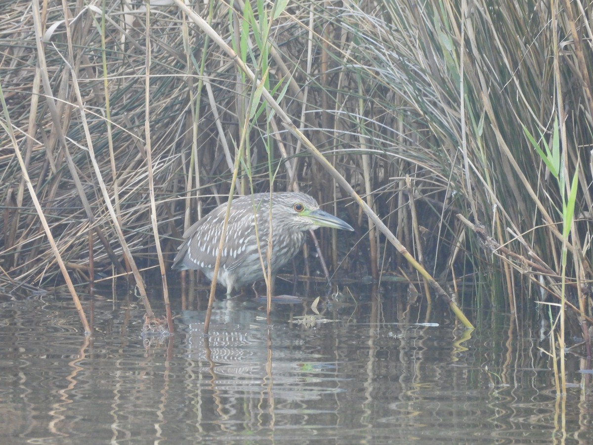 Black-crowned Night Heron - ML627601544