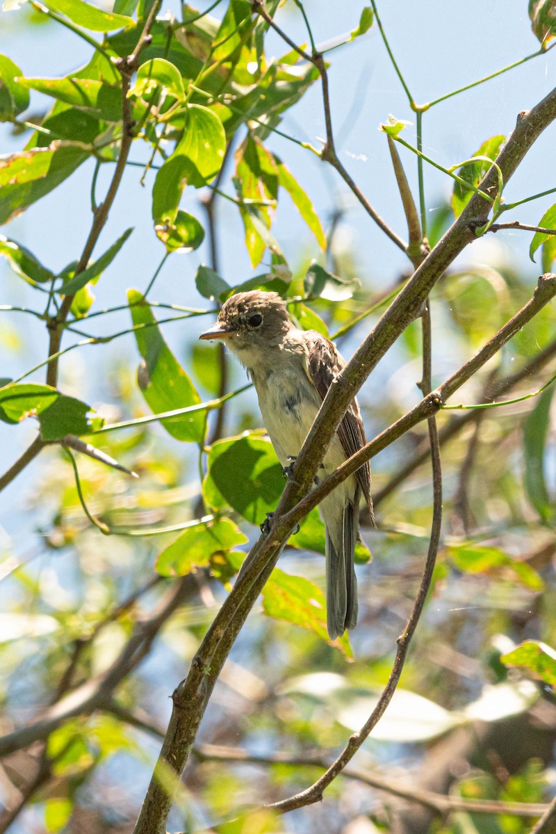 Alder Flycatcher - ML627601555