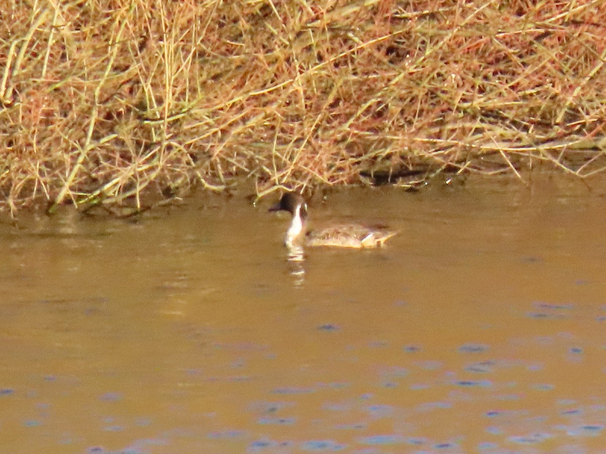 Canard pilet - ML627601600