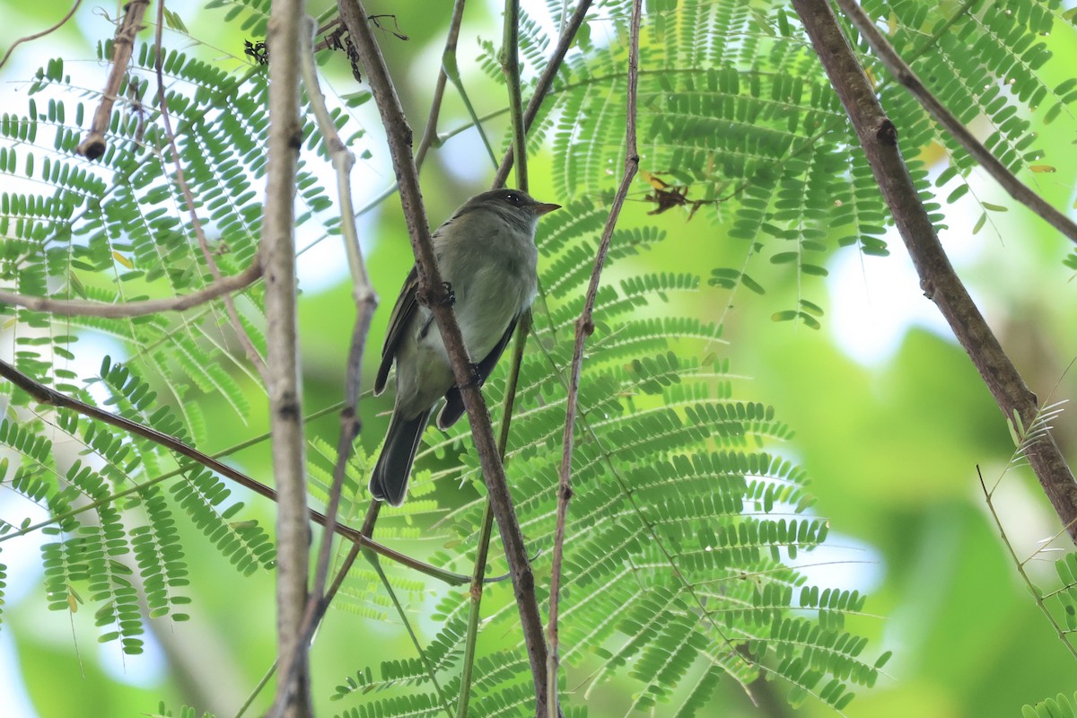 Caribbean Elaenia (Caribbean) - ML627601664