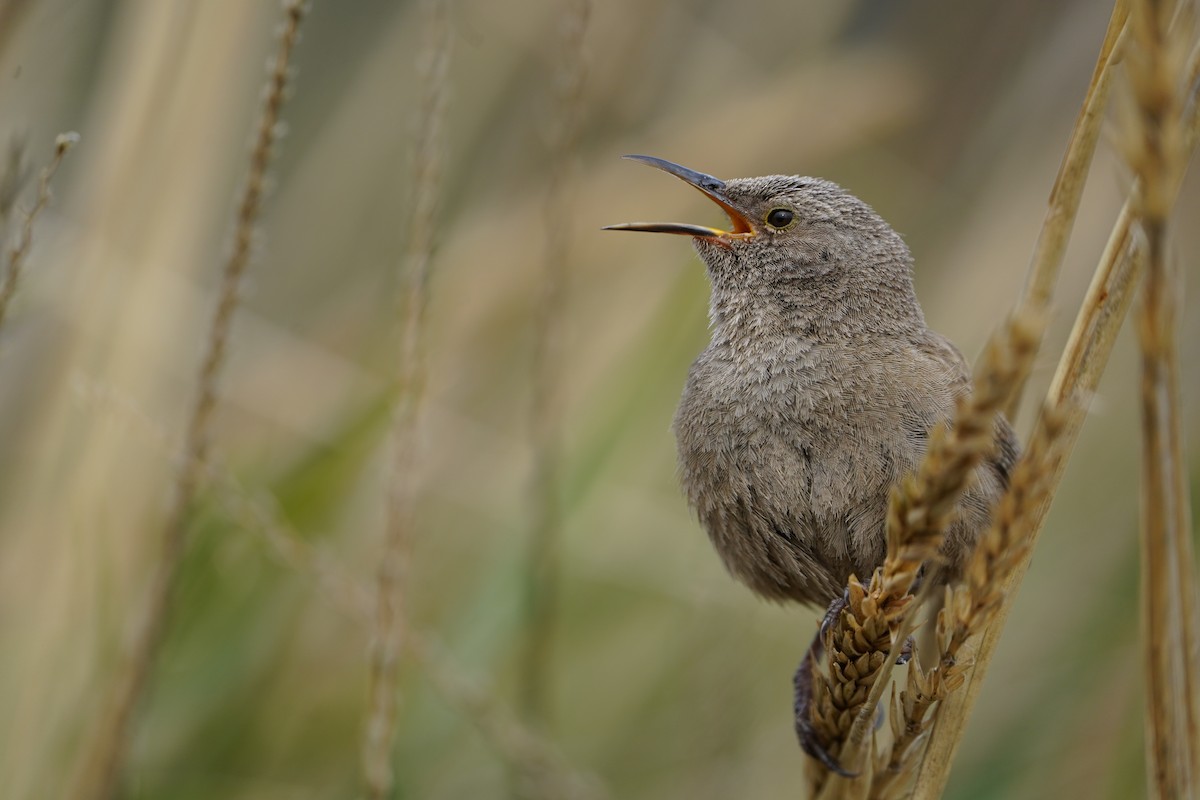 Cobb's Wren - ML627601667