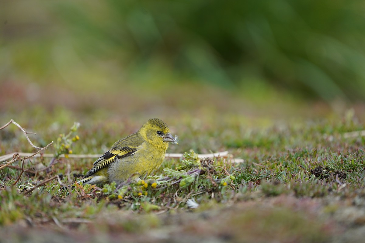 Black-chinned Siskin - ML627601688