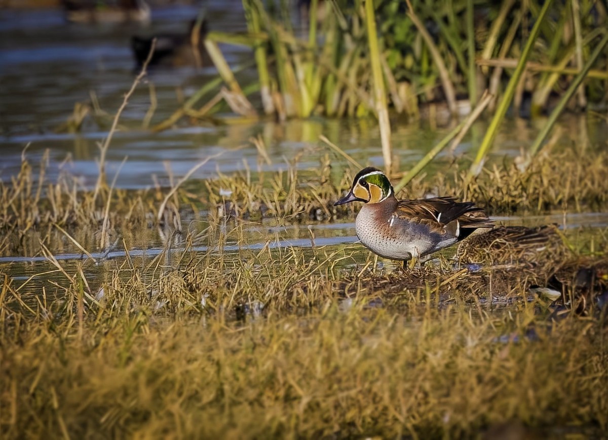 Байгалийн нугас - ML627601784