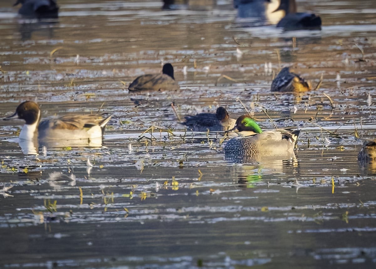 Canard à faucilles - ML627601787