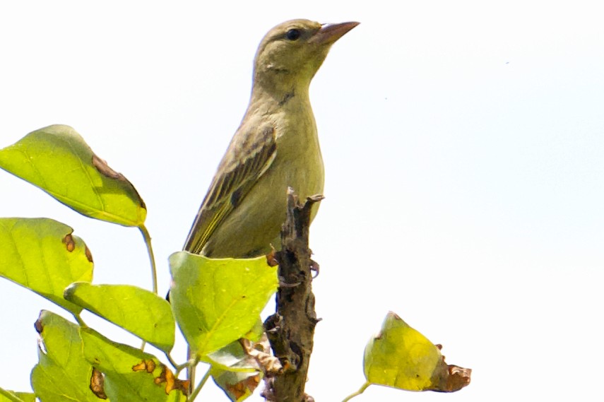 Cape Weaver - ML627601790