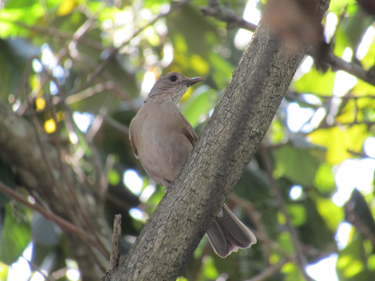 Pale-breasted Thrush - ML627601914