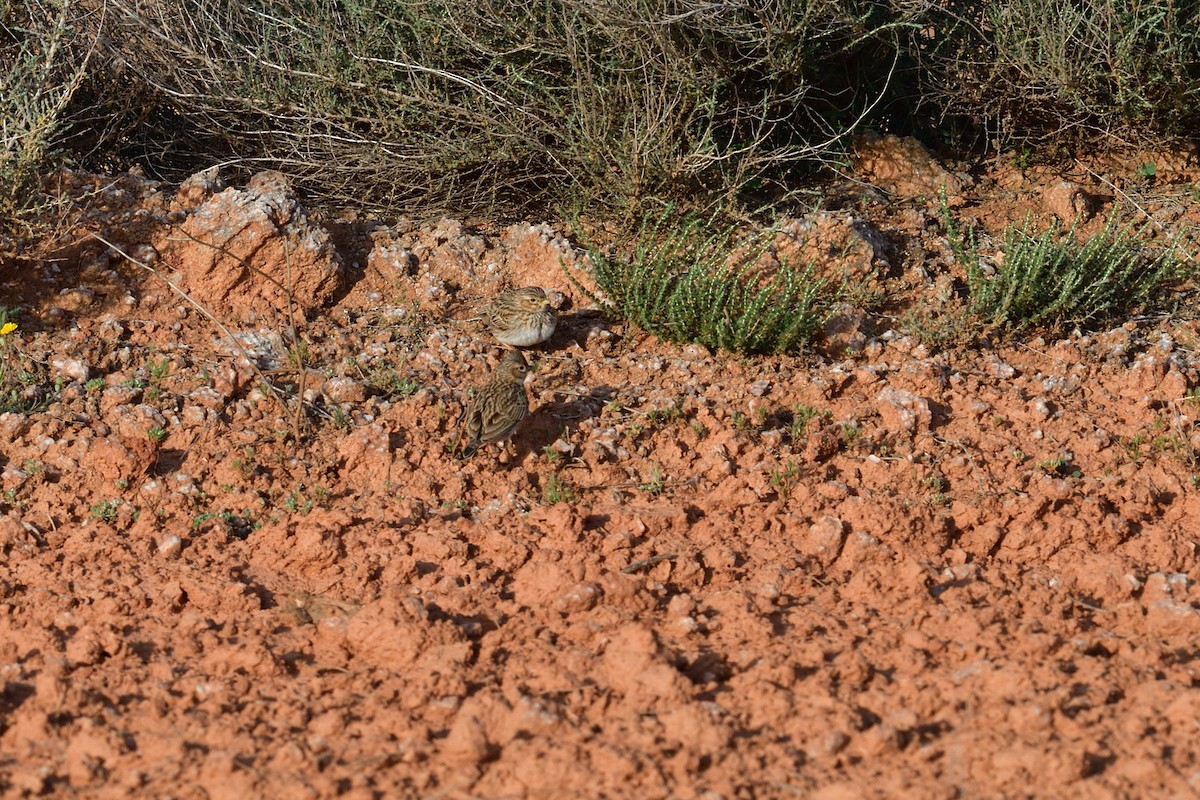 Mediterranean Short-toed Lark - ML627601963