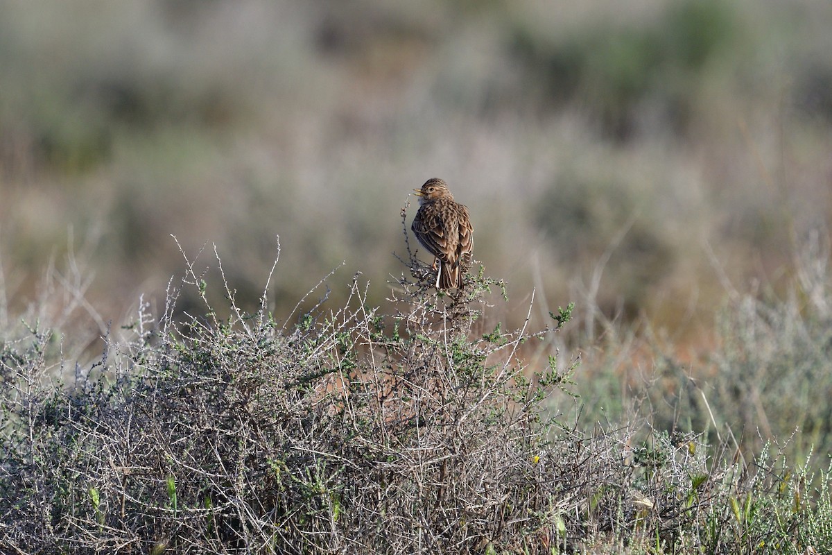 Mediterranean Short-toed Lark - ML627601968