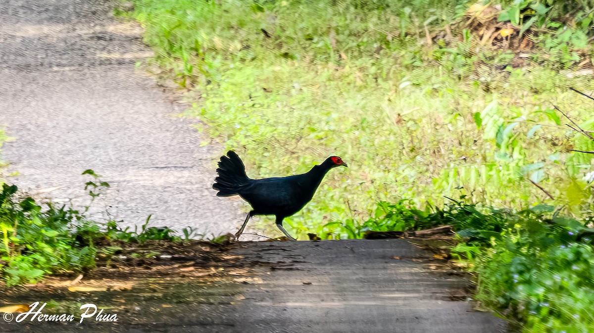Malayan Crestless Fireback - ML627601985