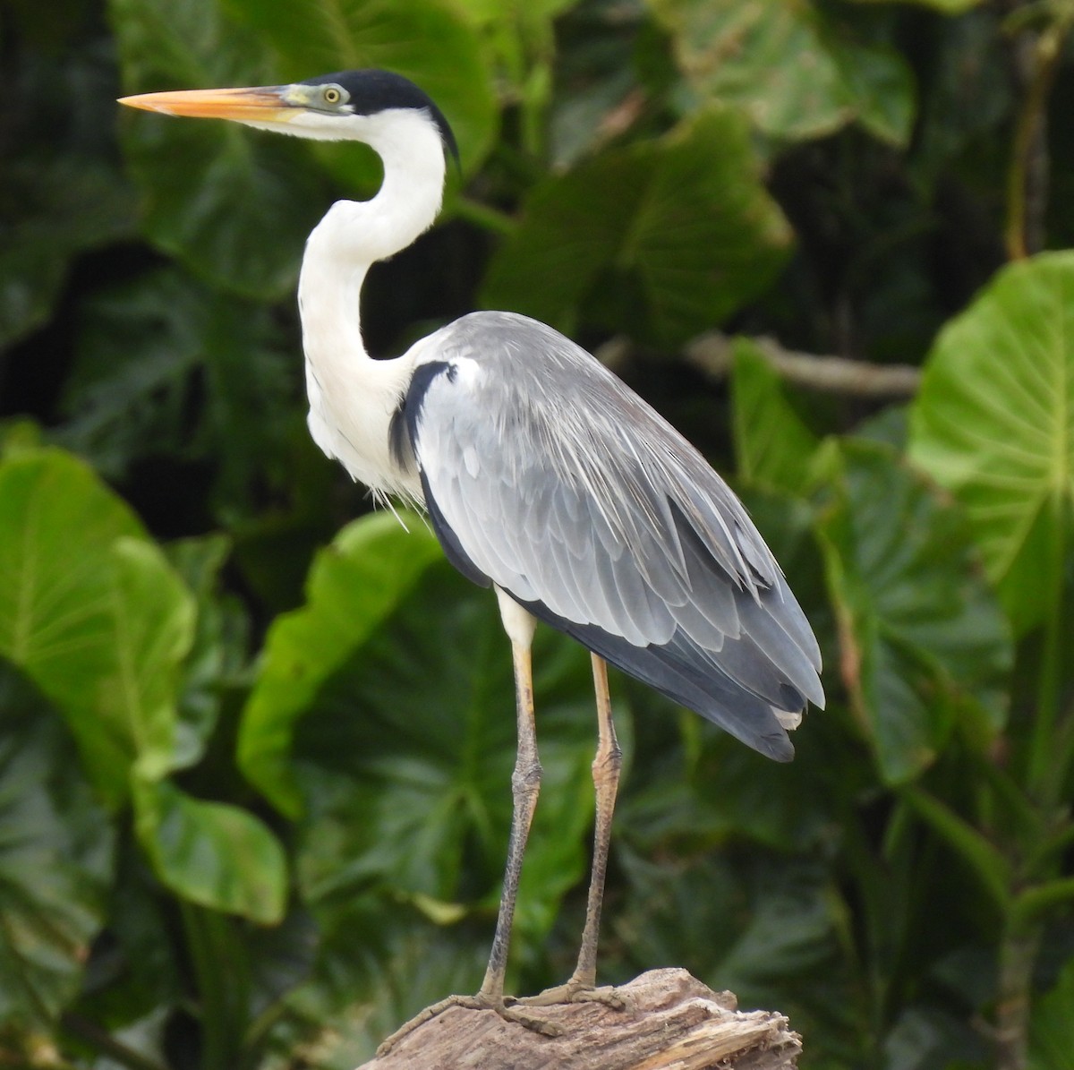 Cocoi Heron - ML627601988