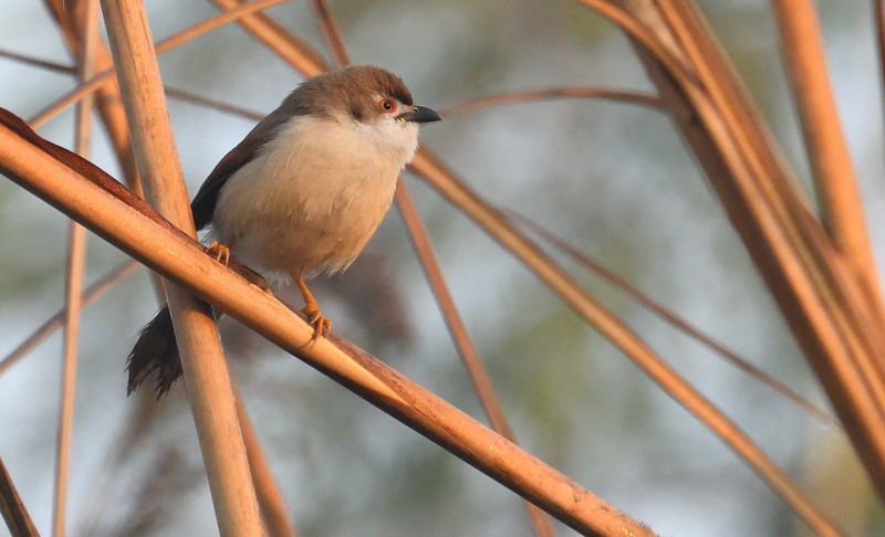 Yellow-eyed Babbler - ML627602031