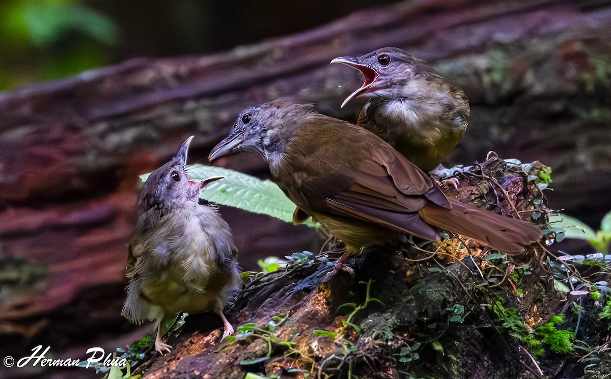 Gray-cheeked Bulbul - ML627602032